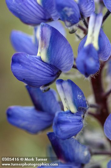 Lupinus aridus ssp. aridus (L. lepidus var. aridus)