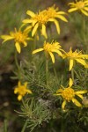 Narrowleaf Mock Goldenweed