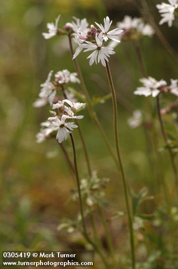 Lithophragma tenellum