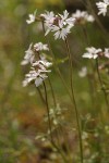 Slender Woodland Star