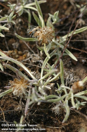 Antennaria flagellaris