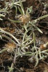 Dwarf Spreading Everlasting blossoms & foliage detail