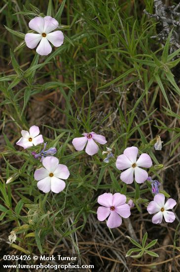 Phlox viscida