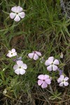 Sticky Phlox