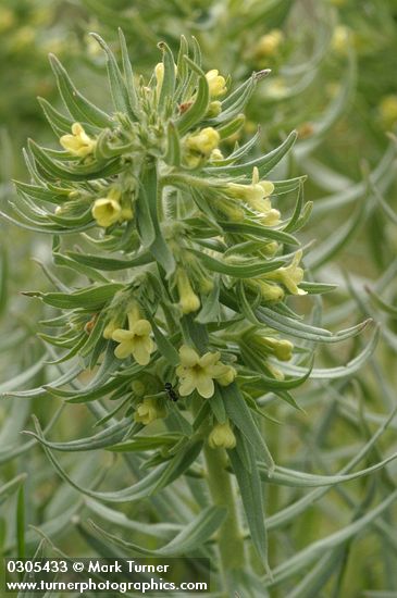 Lithospermum ruderale