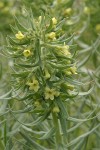 Puccoon blossoms & foliage detail