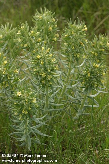 Lithospermum ruderale