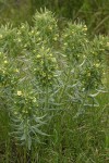 Puccoon