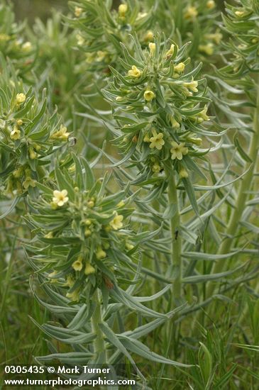 Lithospermum ruderale