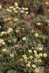 Douglas' Eriogonum