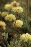 Douglas' Eriogonum blossoms detail