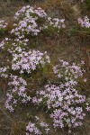 Long-leaf Phlox