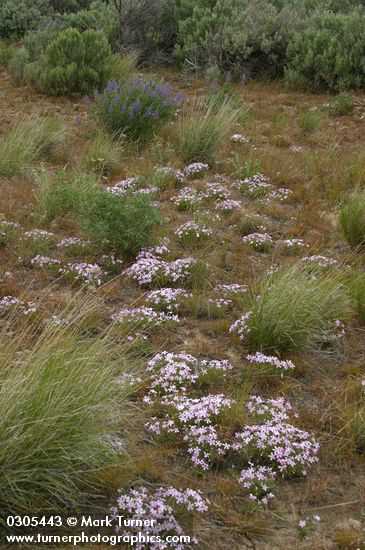 Phlox longifolia; Agropyron spicatum; Lupinus bingenensis var. subsaccatus (L. sulphureus var. subsaccatus)