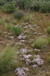 Long-leaf Phlox among Bluebunch Wheatgrass with Bingen Lupines