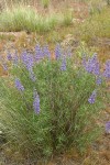 Bingen Lupine