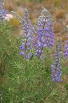 Bingen Lupine blossoms & foliage