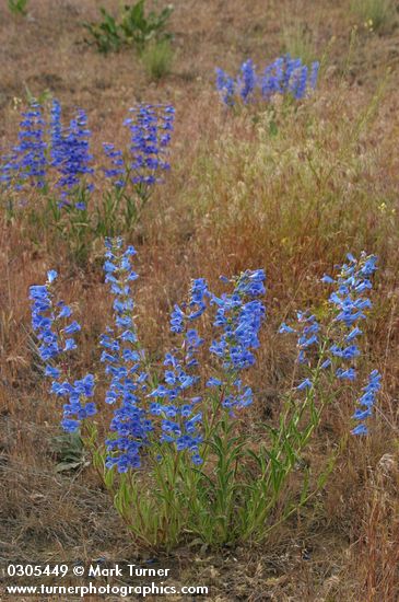 Penstemon speciosus