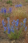 Showy Penstemon