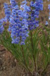 Showy Penstemon blossoms & foliage