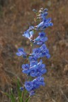 Showy Penstemon blossoms detail