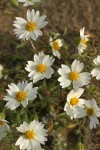 Tidy Tips blossoms