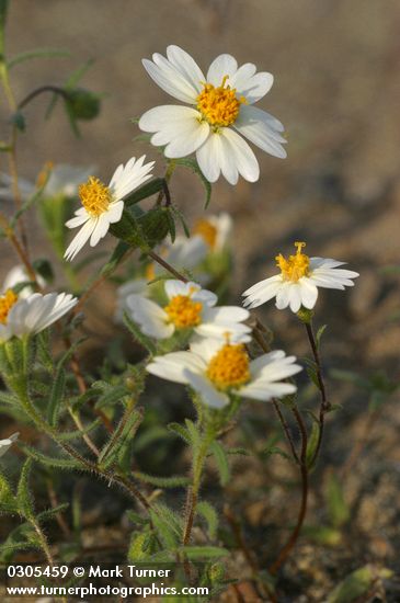 Layia glandulosa