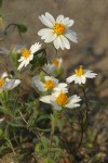 Tidy Tips blossoms & foliage