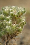 Opening Cryptantha blossoms & foliage detail