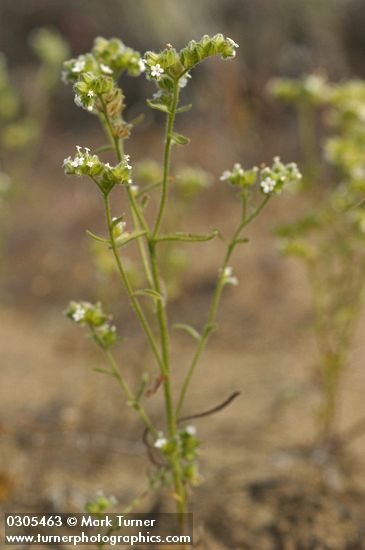 Cryptantha pterocarya