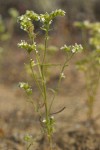 Wing-nut Cryptantha blossoms & foliage