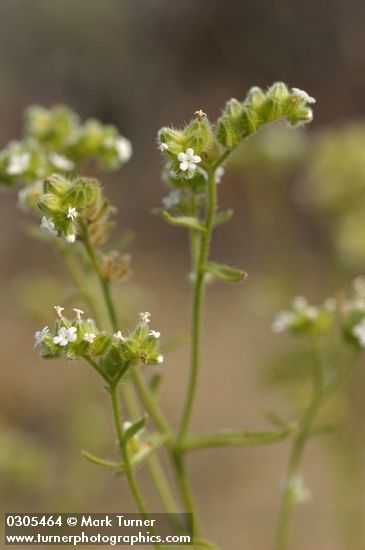 Cryptantha pterocarya