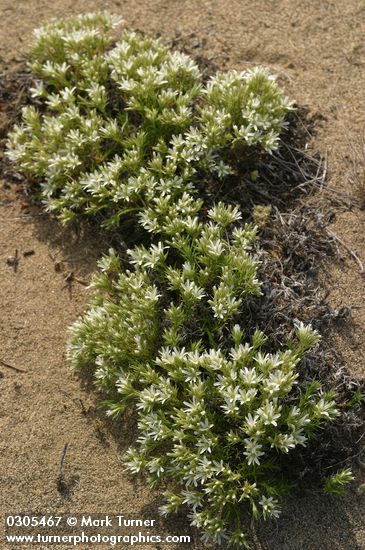 Arenaria franklinii