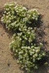 Franklin's Sandwort