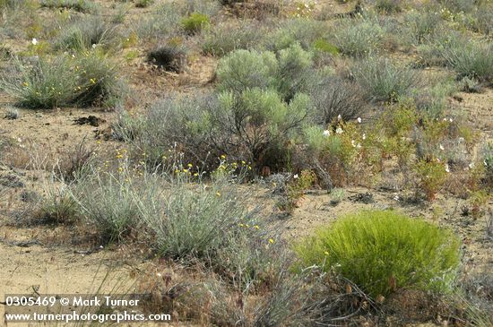 Hymenopappus filifolius; Artemisia tridentata; Sarcobatus vermiculatus; Oenothera pallida