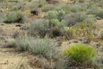 Columbia Cut Leaf, Big Sagebrush, Greasewood, Pale Evening Primroses in sandy environment