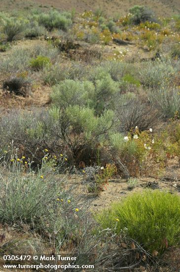 Hymenopappus filifolius; Artemisia tridentata; Sarcobatus vermiculatus; Oenothera pallida