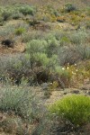 Columbia Cut Leaf, Big Sagebrush, Greasewood, Pale Evening Primroses in sandy environment