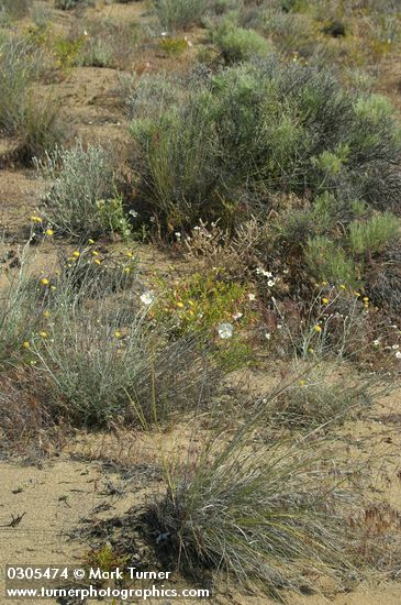 Hymenopappus filifolius; Artemisia tridentata; Oenothera pallida