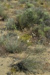 Columbia Cut Leaf, Big Sagebrush, Pale Evening Primrose in sandy environment