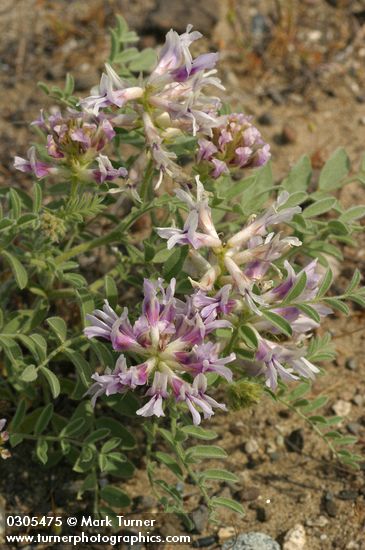 Astragalus succumbens