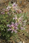 Columbia Milk-vetch blossoms & foliage