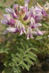 Columbia Milk-vetch blossoms & foliage detail