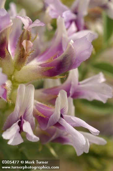 Astragalus succumbens