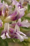 Columbia Milk-vetch blossoms extreme detail