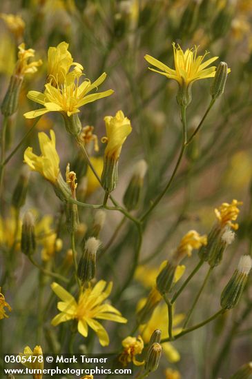 Crepis atribarba