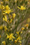 Slender Hawksbeard blossoms