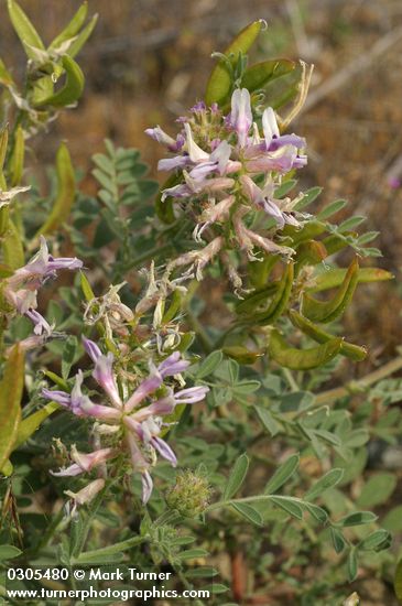 Astragalus succumbens