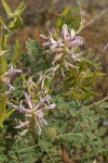 Columbia Milk-vetch blossoms, foliage, immature seed pods