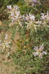 Columbia Milk-vetch blossoms, foliage, immature seed pods