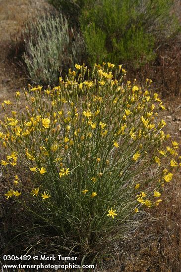 Crepis atribarba